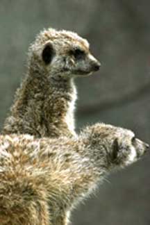 Meerkats at the KC Zoo